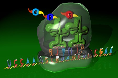 View of ribosome 