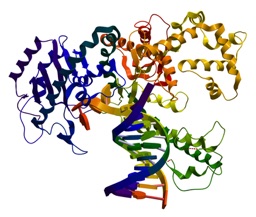 DNA and protein structures
