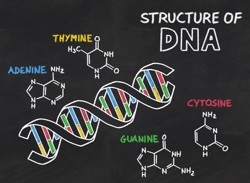 chemical structure of DNA on a blackboard