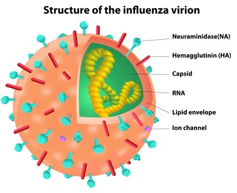 Structure of the influenza virion. Virus. Vector