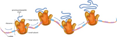 Ribosomes translating mRNA