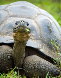 Giant galapagos turtle