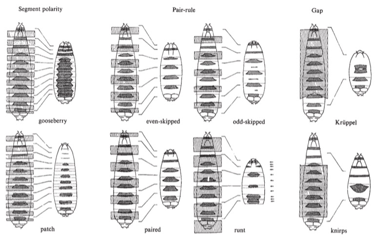 Mutated Drosophila and the segments they lack