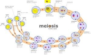 Visual of mechanics of meiosis