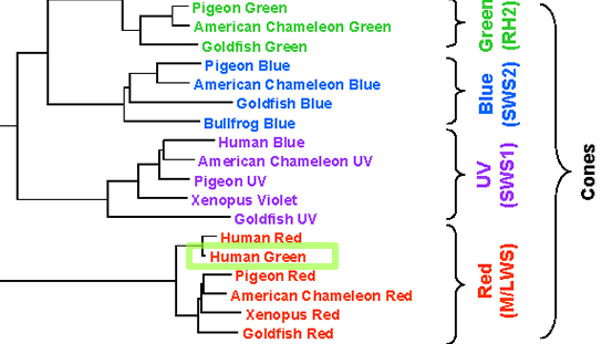 Phylogenetic tree of vertebrate opsins