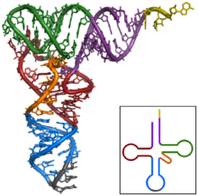 tRNA 2D and 3D structures